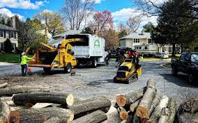 Best Tree Removal  in Le Mars, IA