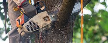 Best Stump Grinding and Removal  in Le Mars, IA