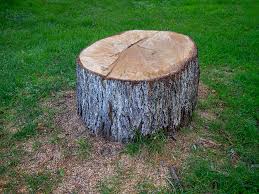 Best Storm Damage Tree Cleanup  in Le Mars, IA