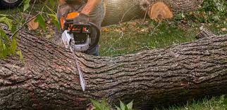 Best Hazardous Tree Removal  in Le Mars, IA