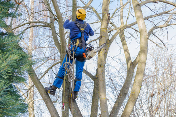 Best Tree and Shrub Care  in Le Mars, IA