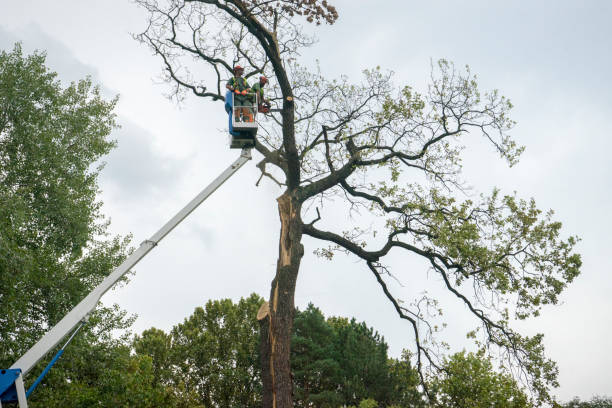 Best Palm Tree Trimming  in Le Mars, IA