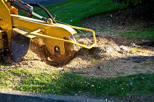Best Lawn Grading and Leveling  in Le Mars, IA