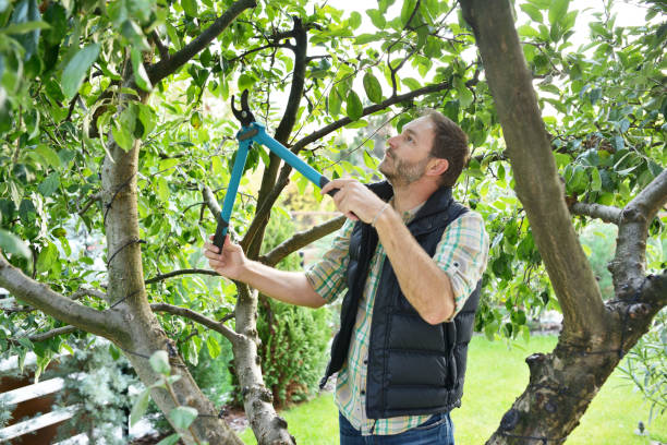 Best Arborist Consultation Services  in Le Mars, IA